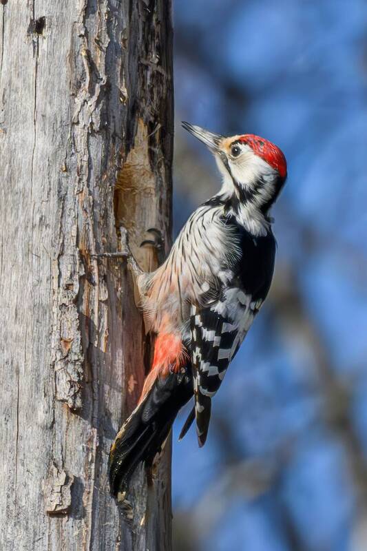 фото превью