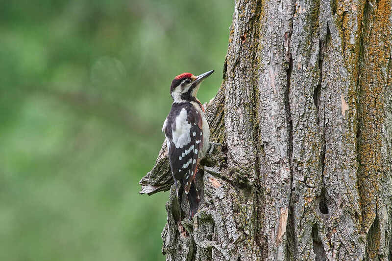 Сирийский дятел, Dendrocopos syriacus Сирийский дятел фото превью