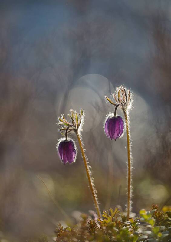 прострел, сон-трава, якутия, нерюнгри, растениялевиной, подснежник, женялевина, евгениялевина Прострелы фото превью