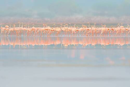 Greater Flamingos