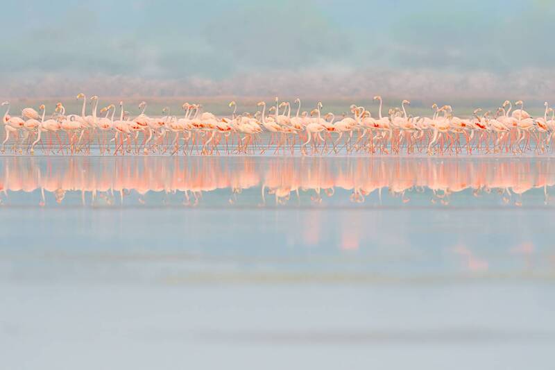 flamingo., flamingos, flamingo, colors, migration, beauty, willd, water, reflection, sunrise, daylight, bright, group, nature Greater Flamingos фото превью