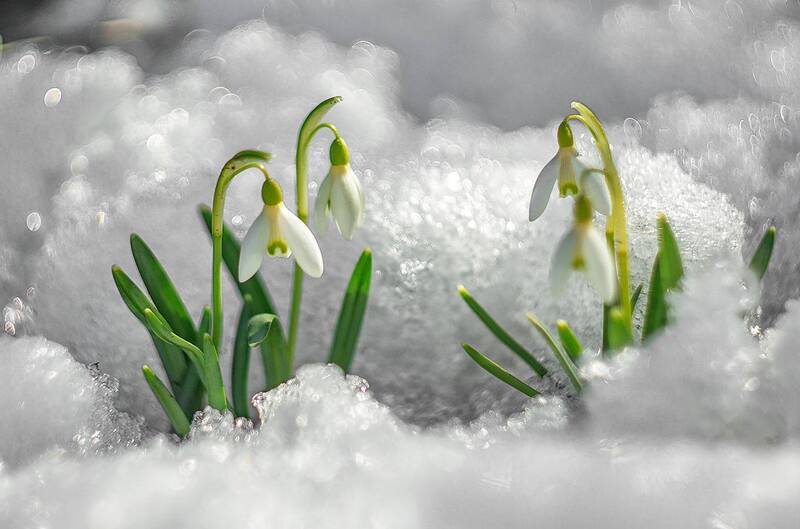 Первые цветы. фото превью