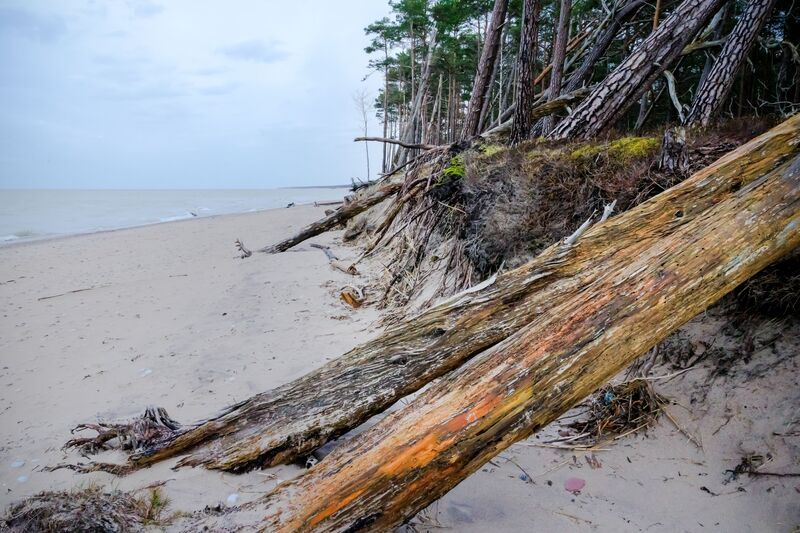krasts, ūdens, jūra, koki, erozija Krasta erozija фото превью