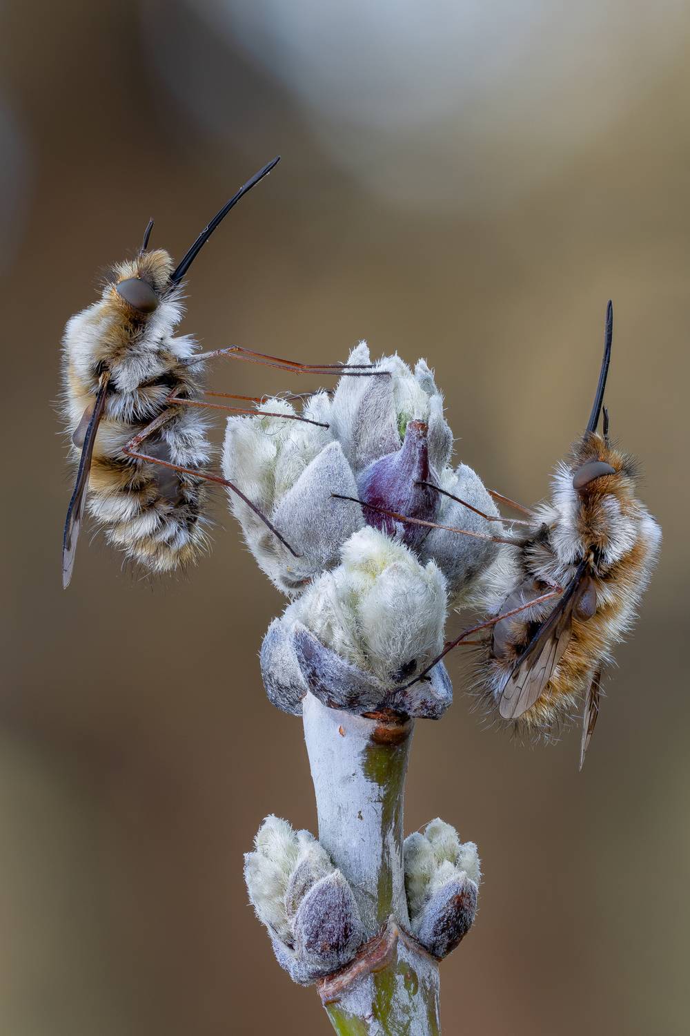 , Кузнецов Дмитрий