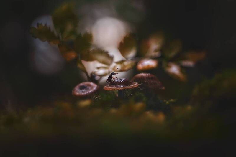 лето, природа, муравей, грибы Где трепещут осины... фото превью