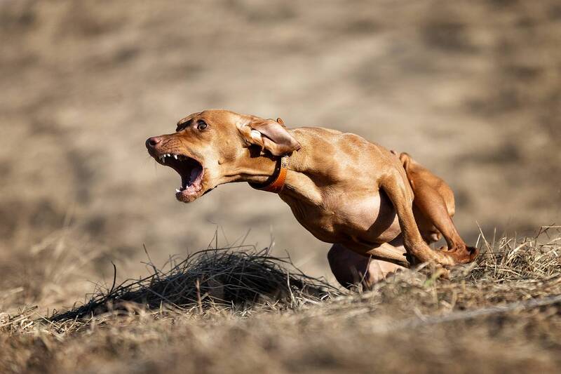 На курсинге фото превью