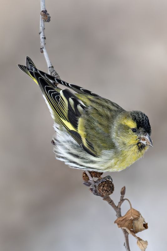 чиж, чижик, птица, природа, пернатый Чиж фото превью