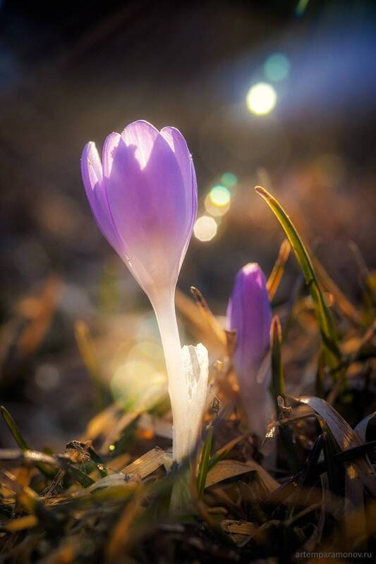 Тульские первоцветы фото превью