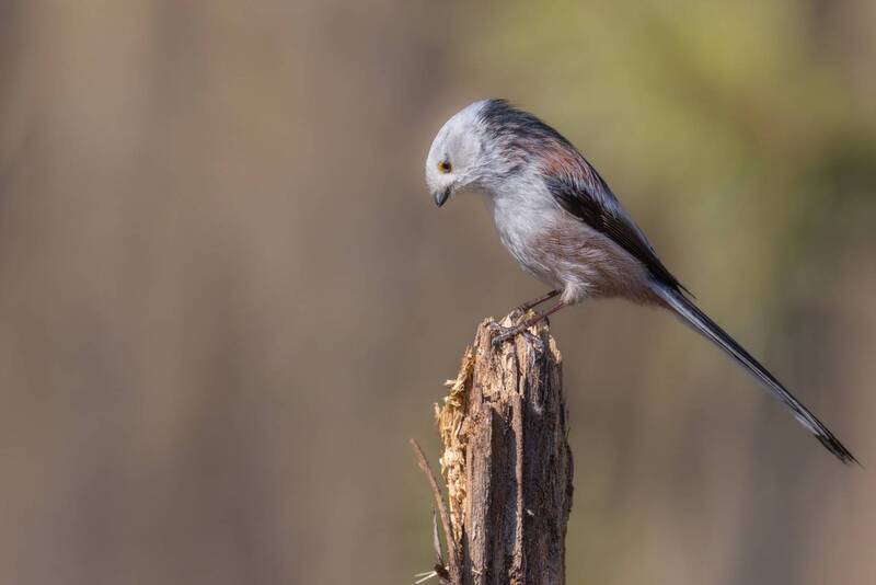 длиннохвостая синица, синица, ополовник, птицы Ополовник фото превью