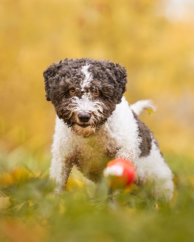 Ball фото превью