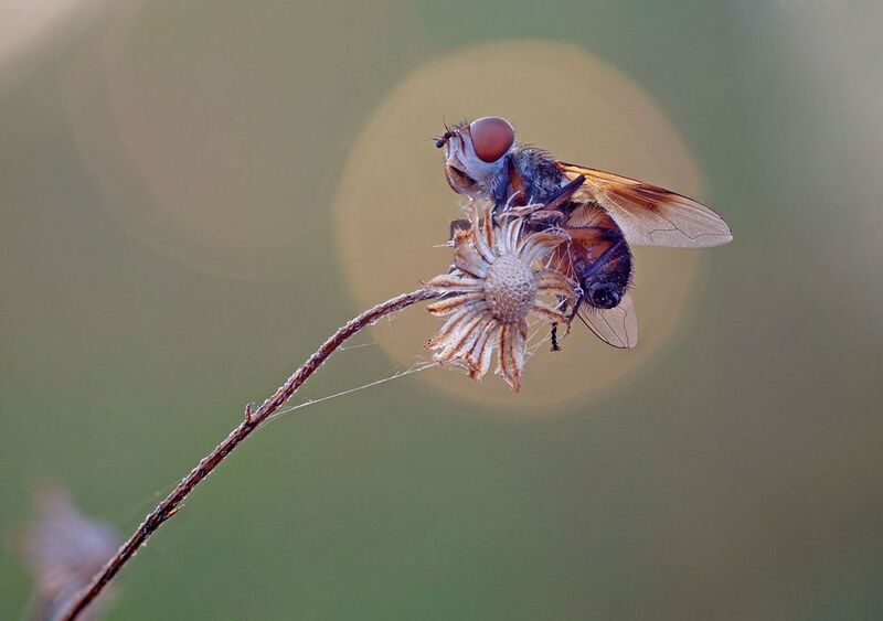 Муха Муха фото превью