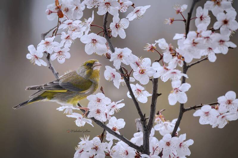 фотоохота, весна, зеленушка Весна и не иначе. фото превью