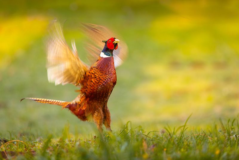 Pheasant фото превью