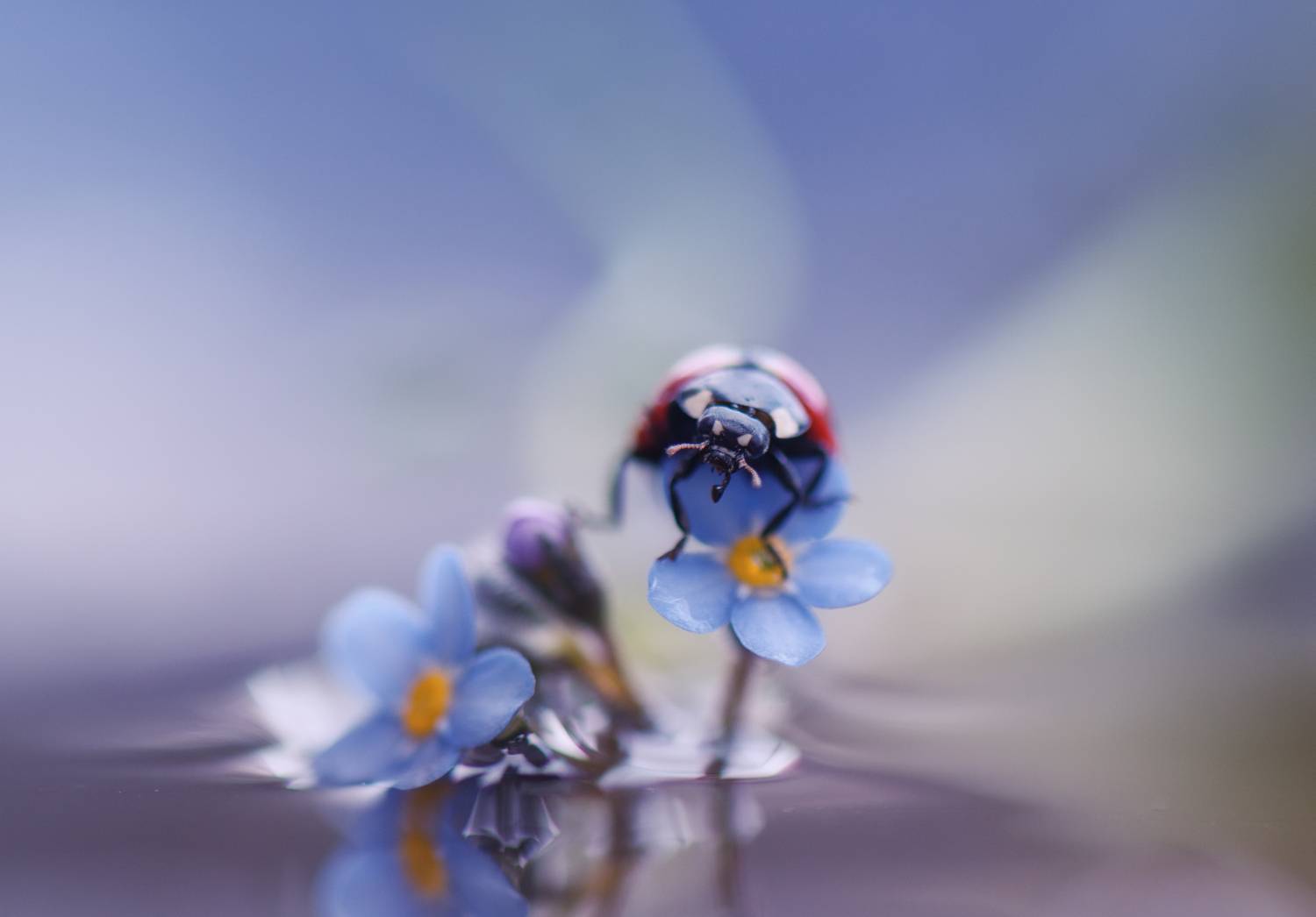 , Герчев Николай