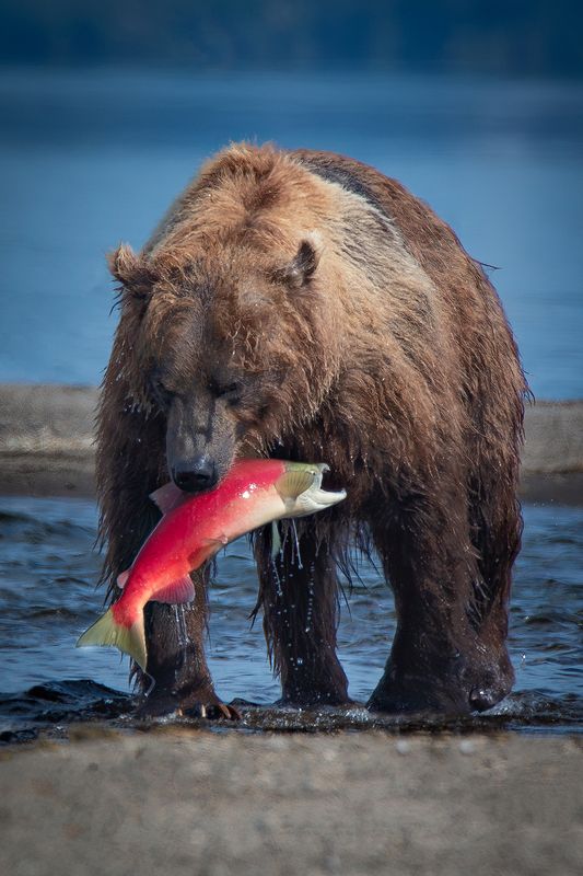 камчатка  фото превью