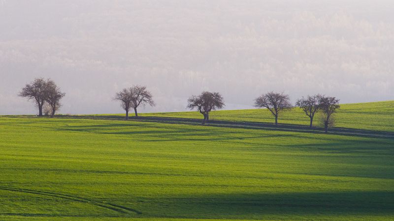 czechia, trees, minimalsim In line фото превью