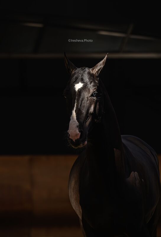 Ахалтекинская порода, Лошадь Чарыбек фото превью