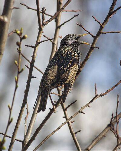 Поющий скворец