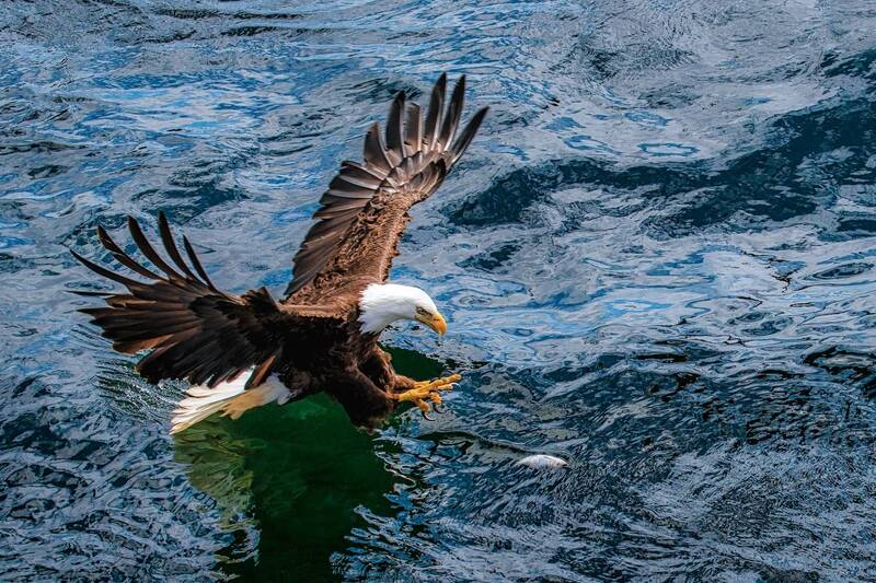 bald eagle, birdlife, bird, brown bear, bear, mammal, monkey, celebes crsted macaque, african lion, lion, fishing boat, mountain, island, forest, trees, nist, fog, snow, glacier, thermal pool, geyser, wai-o-tapu, new zealand, juneau, annette island, ocean Wildlife and Travel Photography фото превью