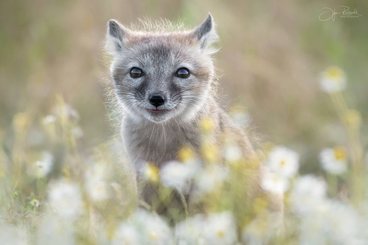 корсак, корсачонок, лис, лисенок, степная лиса, калмыкия, маныч, степь, детеныш, corsac, ромашки, дикая природа, детство, Рудченко Ольга