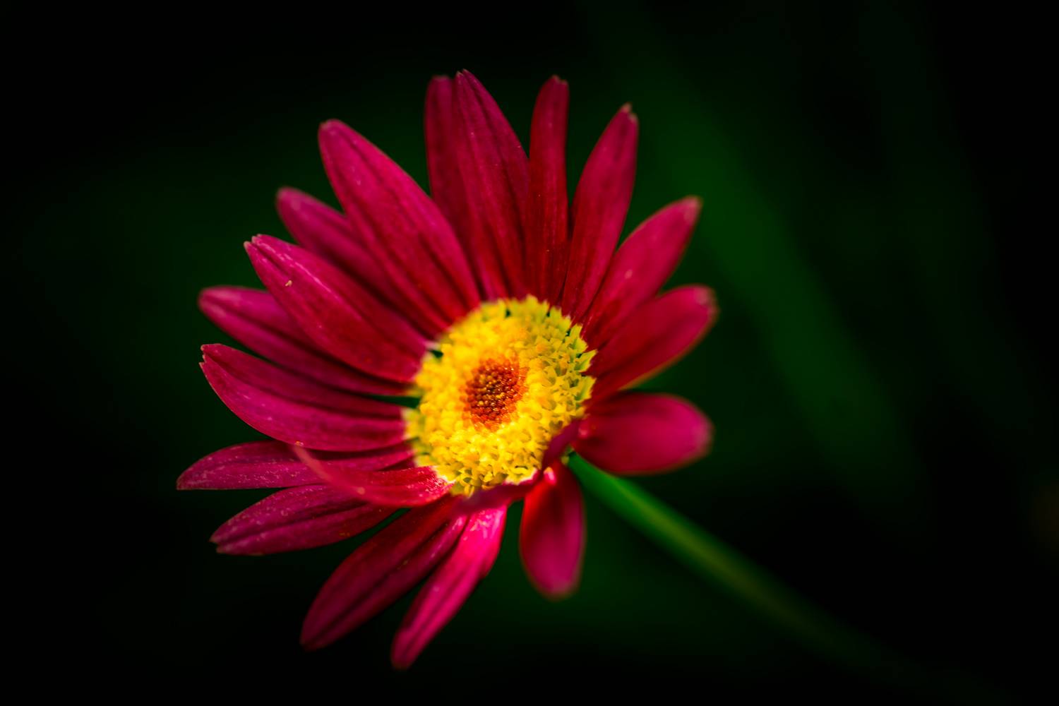 , David Solodar