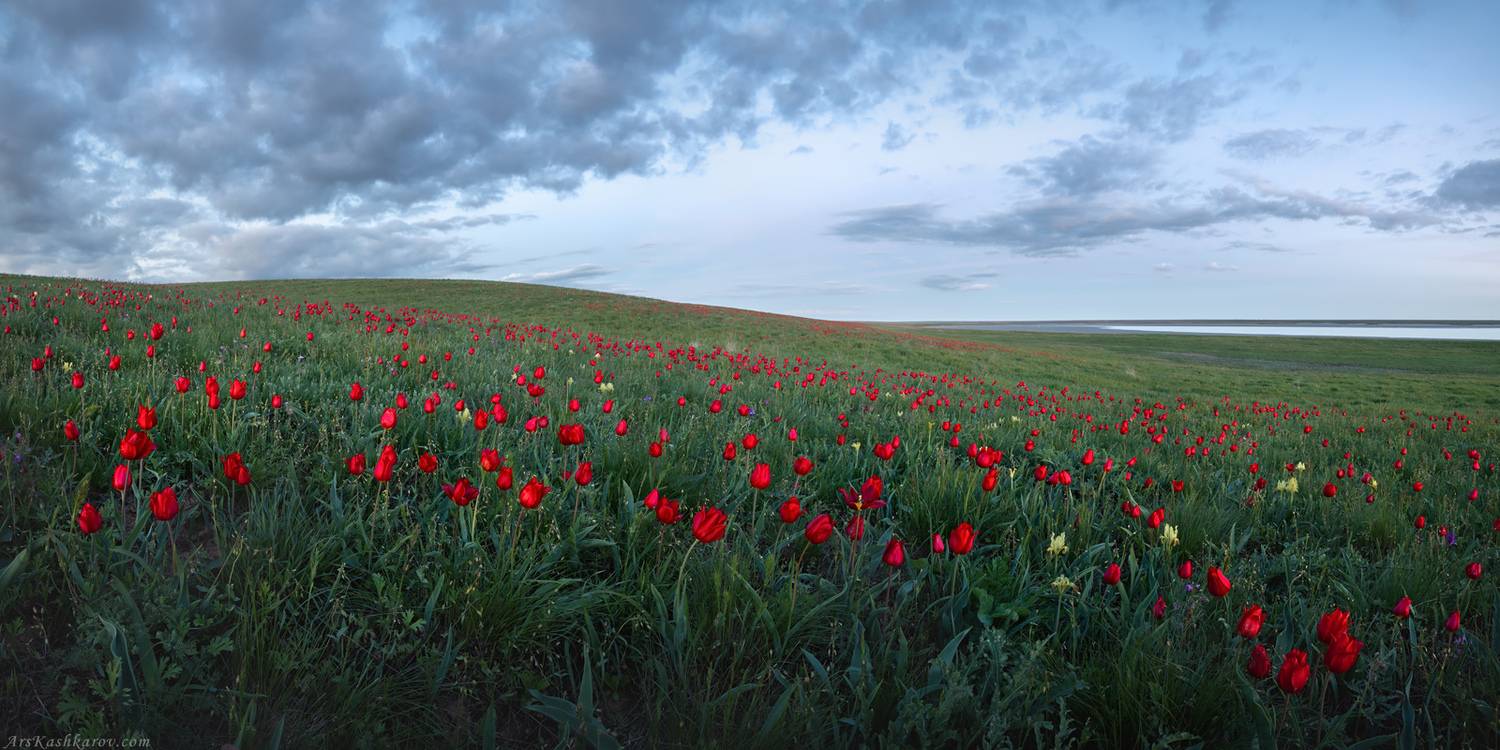 калмыкия, ростовский заповедник, цветение степи, тюльпан шренка, тюльпанная степь, Арсений Кашкаров