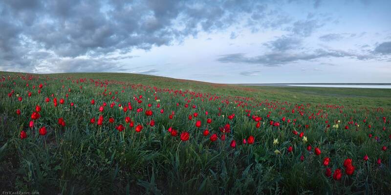 калмыкия, ростовский заповедник, цветение степи, тюльпан шренка, тюльпанная степь Цветущая степь фото превью