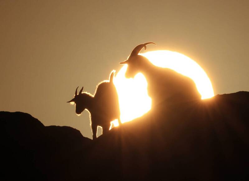 козлы, рассвет, горы, дагестан *** фото превью