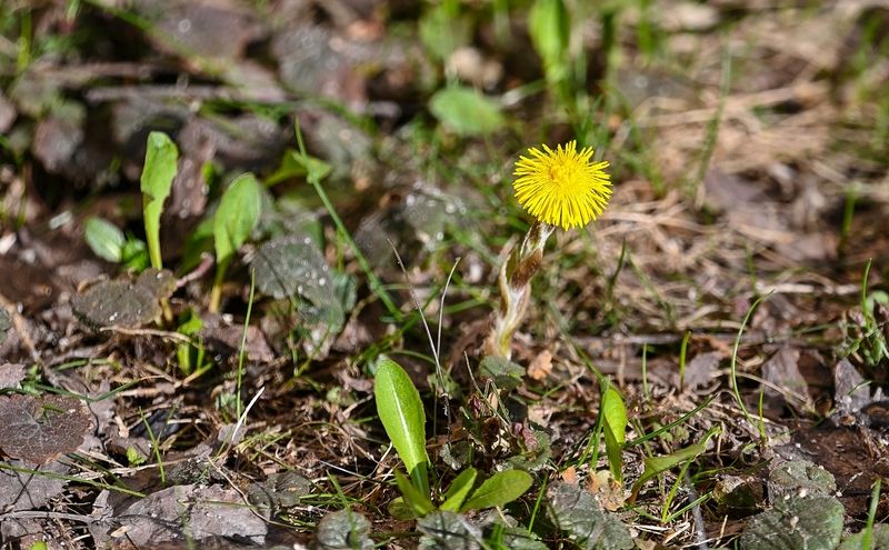Мать-и-мачеха проснулась фото превью