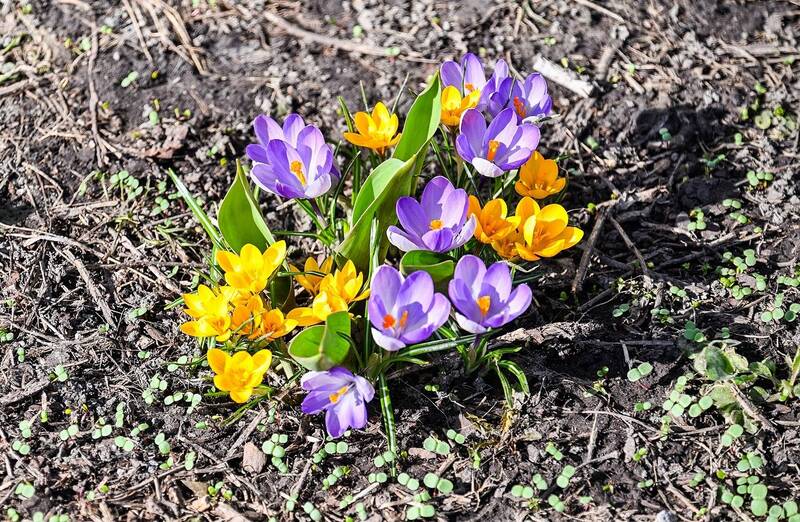 Первоцветы фото превью