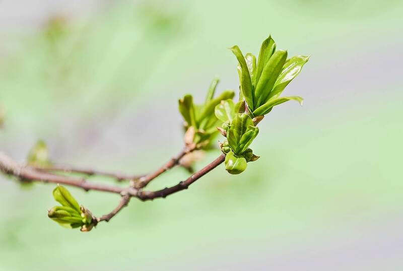 Первые листочки фото превью