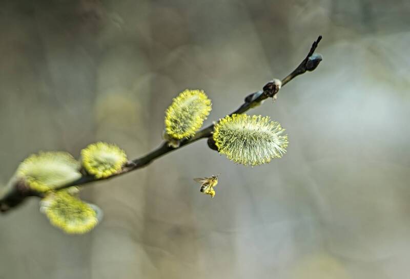 *** фото превью