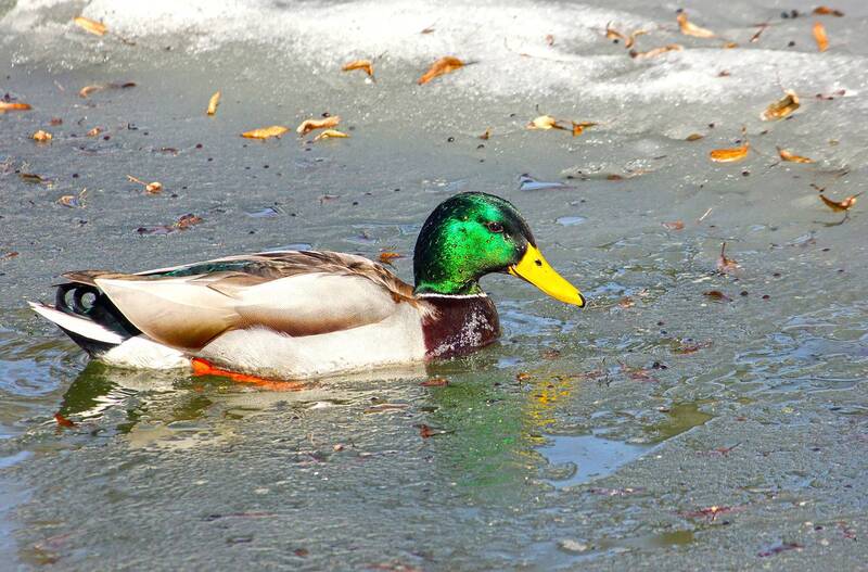 Ледокол фото превью