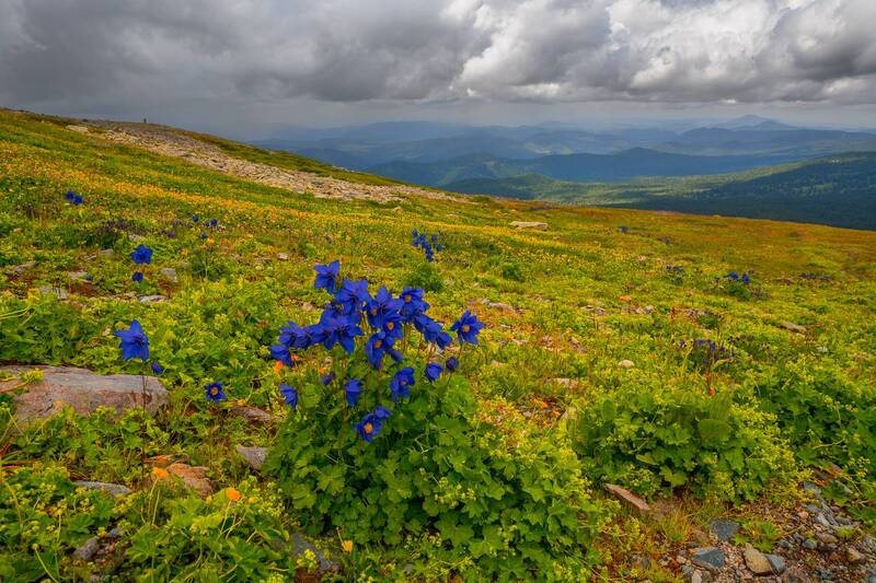 россия, горный алтай, цветы в горах, альпийские цветы, альпийские луга, июль Время цветов фото превью