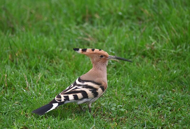 удод, кабардино-балкария Удод фото превью