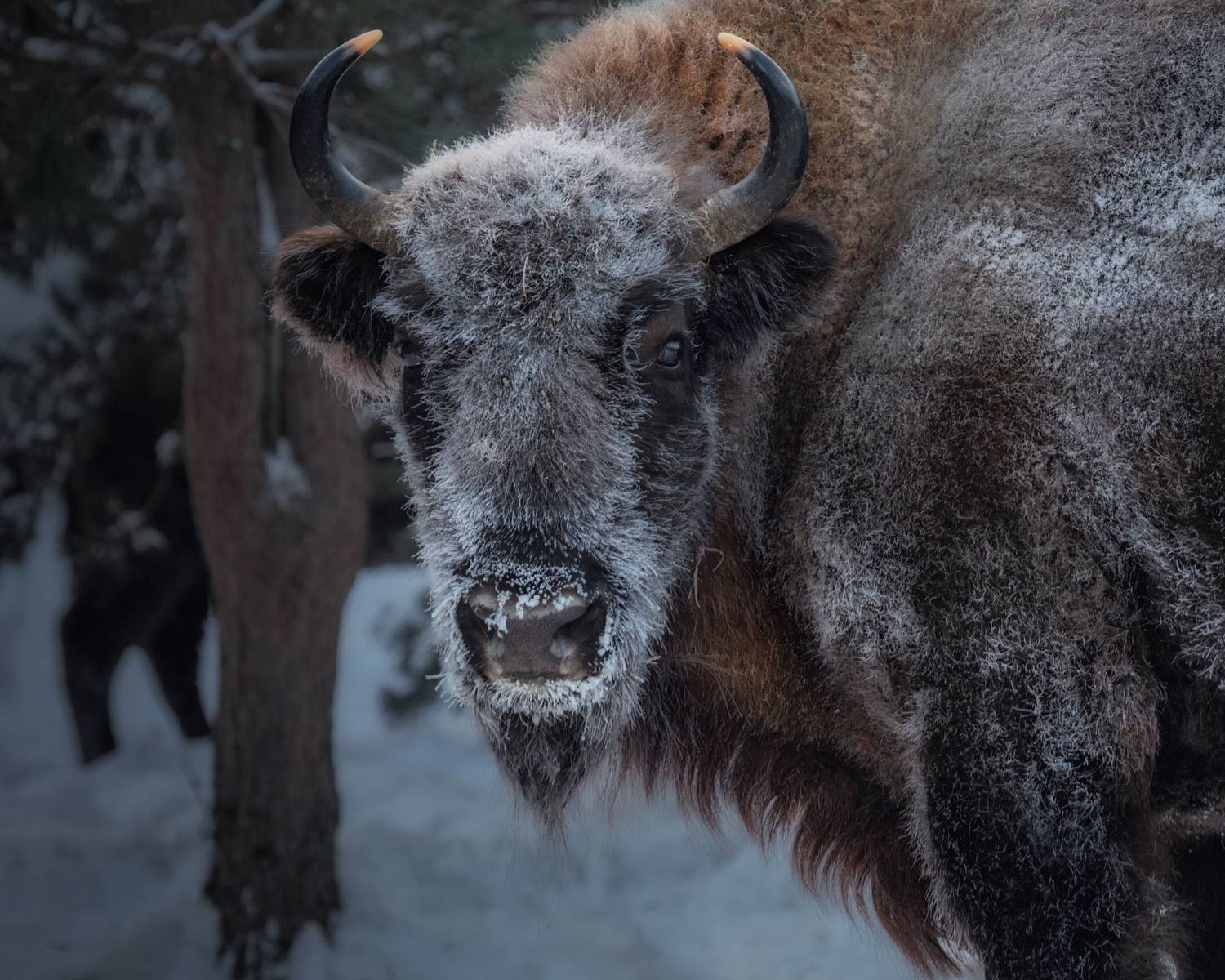 зубры, калужские_засеки, заповедник, калужс, Дмитрий Шишкин