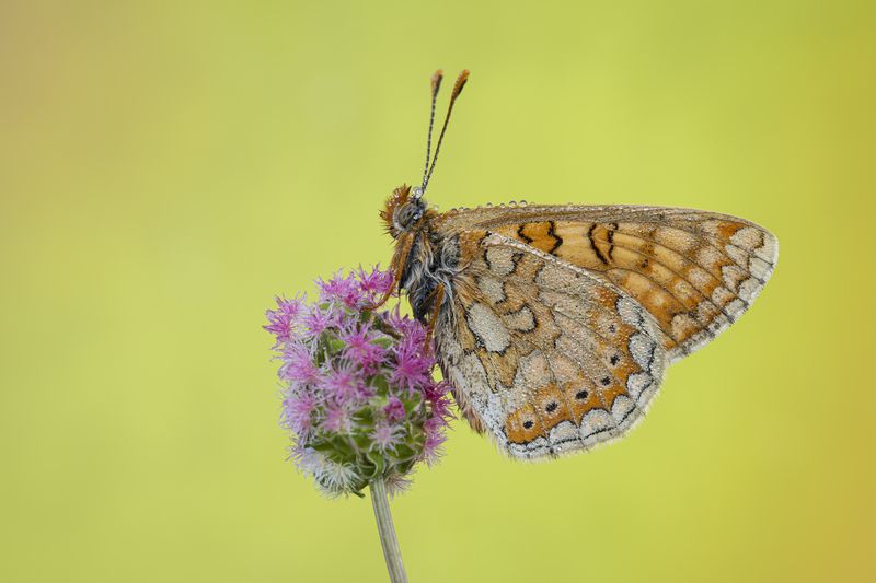 macrophotography, butterfly, bugs shining фото превью