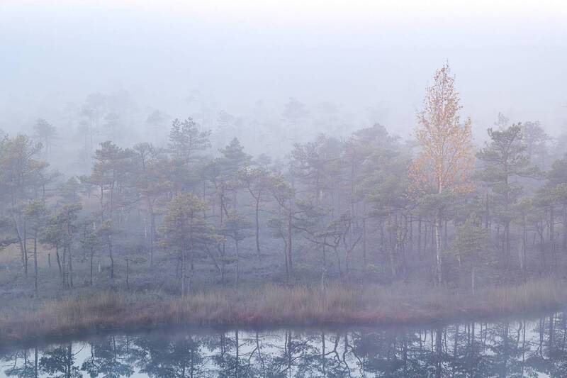 Нежное утро фото превью