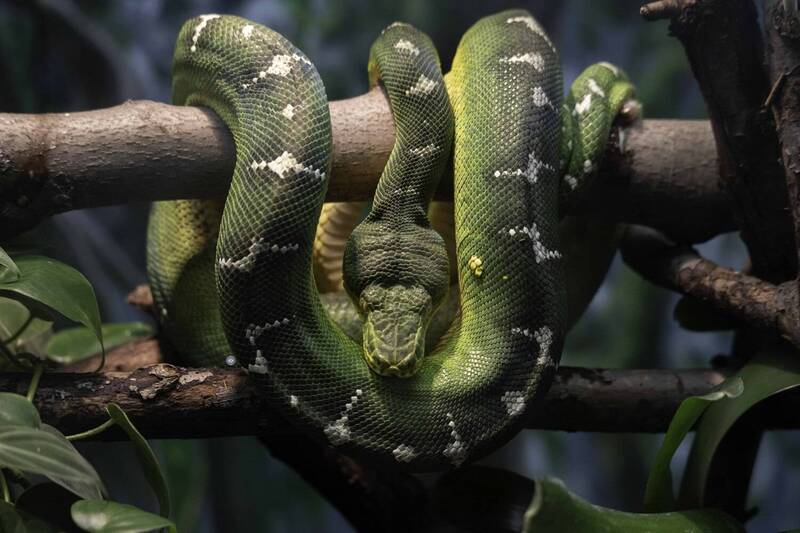 Emerald tree boa фото превью