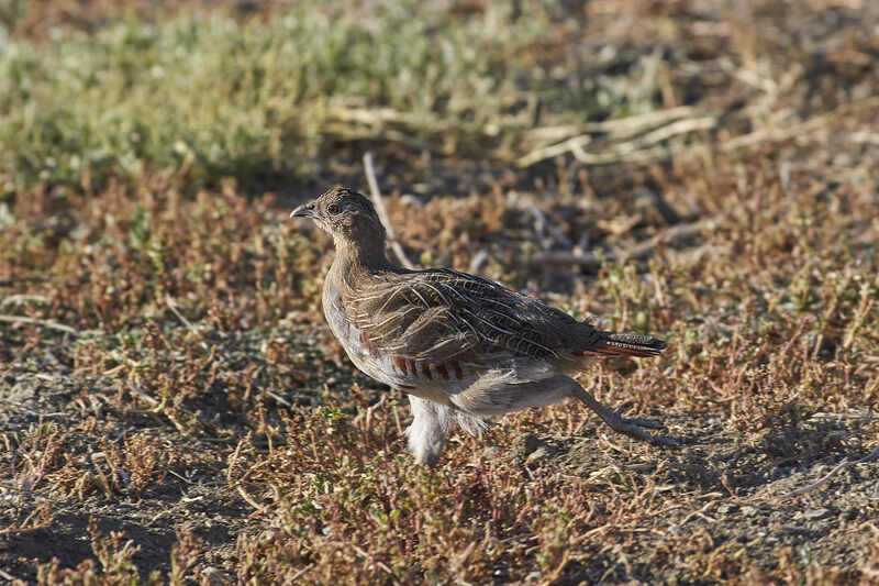 Серая куропатка, perdix, perdix perdix Серая куропатка фото превью