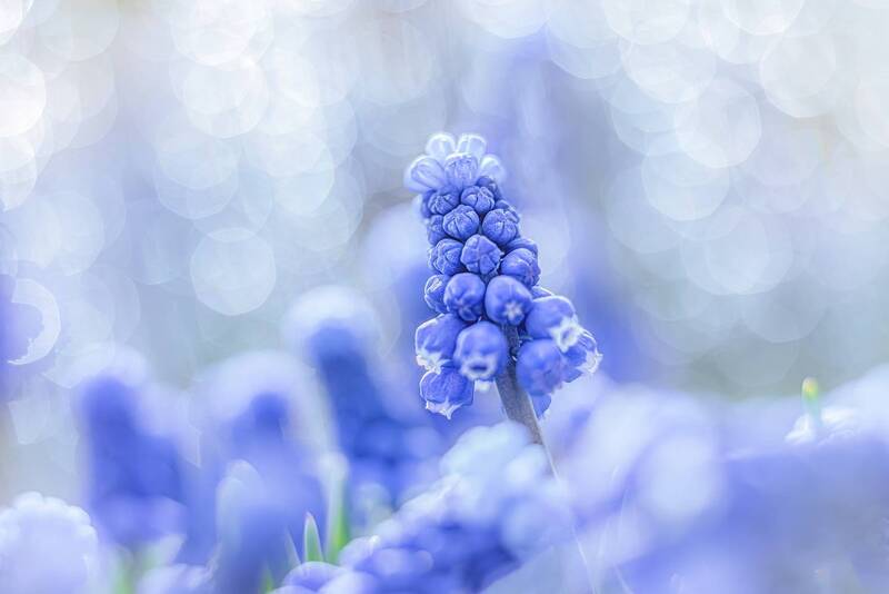 «Колокольчики эльфов» фото превью