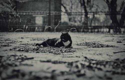 Черно-белого Марта цвет.