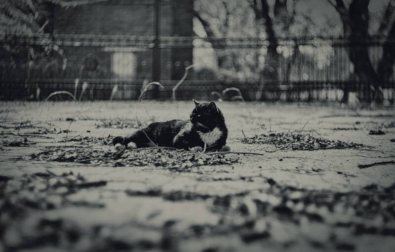 черно_белое, монохром, черно_белая_фотография, город, городское, атмосфера, весна, март, цветение, кот, керченская_весна, мануальная_оптика, винтажный_объектив, mc_helios_77m_4, керчь, крым, россия Черно-белого Марта цвет. фото превью