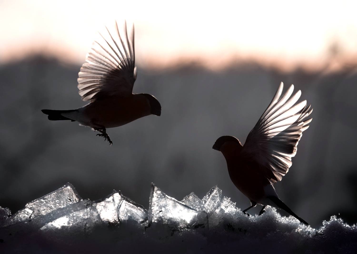 снегири, зима, лед, природа, птицы, Баранов Олег