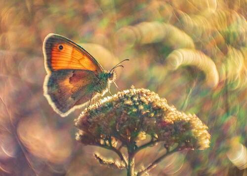 Про бабочку