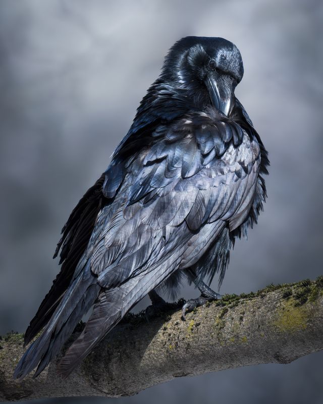 Ворон (Corvus corax)  фото превью