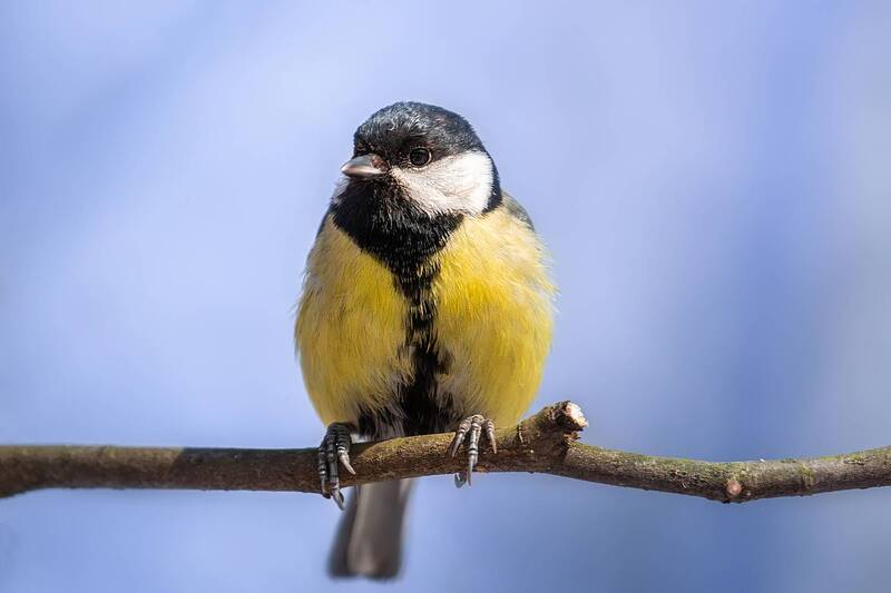 Синица фото превью