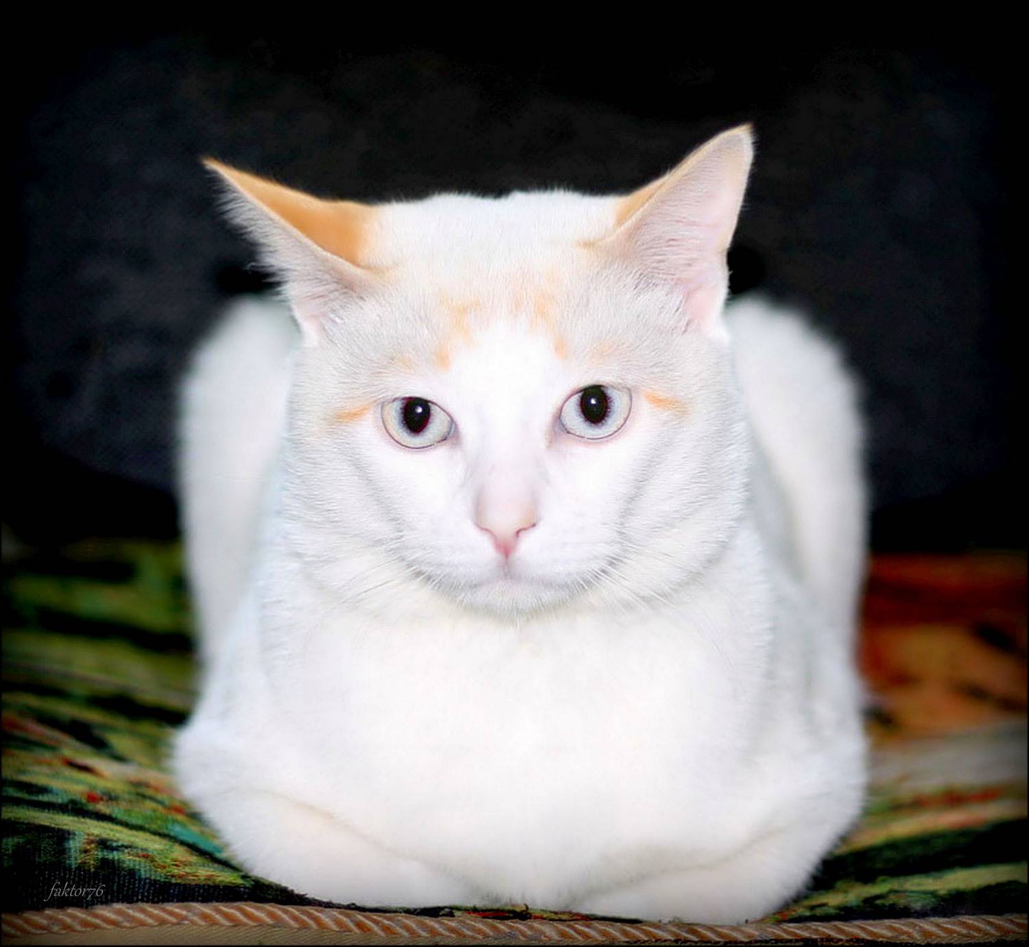 кот, фаил, животные, любимчик, белый,  Сергей Валерьевич