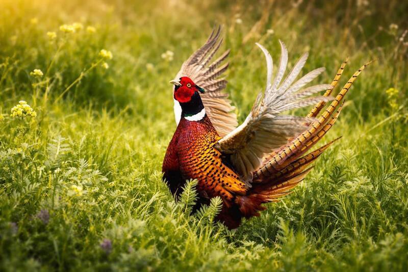 Весна фото превью