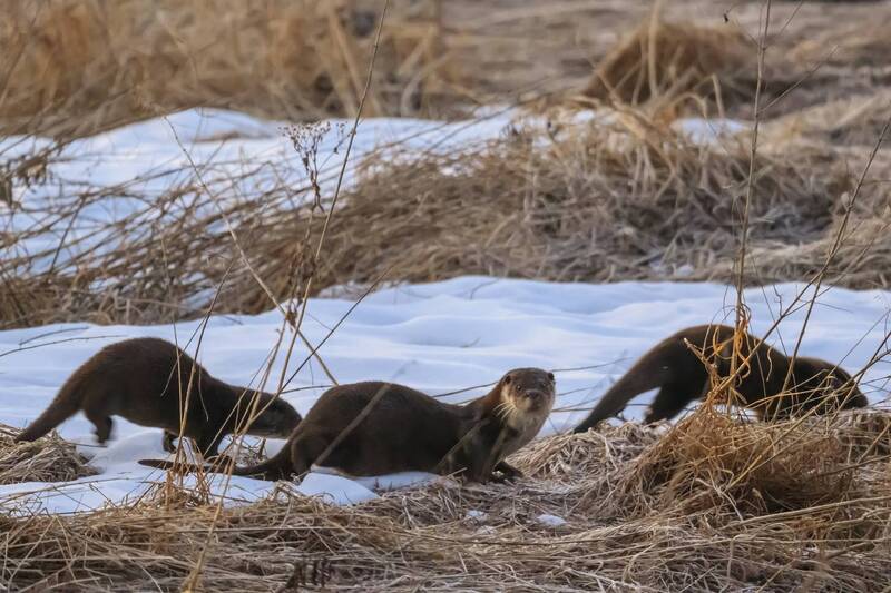 Выдры фото превью